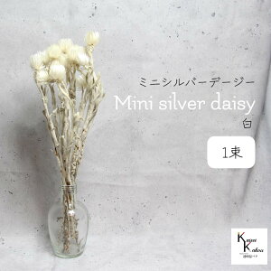 n_IvU[uht[ u~jVo[f[W[  1 v vU Mtg ԍ  CeA n[oE v[g 蕨  Vv ޗ t[AW A