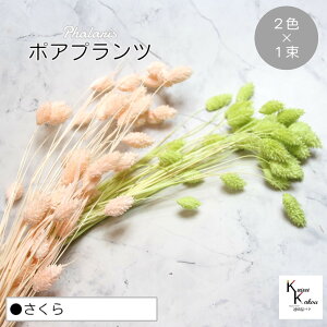 n_IvU[uht[ u|Avc  (}XJbgO[Axr[sN) 12F vvU ԍ n[oE  킢 v[g 蕨@II`mEG