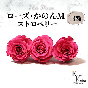 n_ u[ŶM Xgx[ 3ցv vU[uht[ o vU ԍ n[oE  킢 v[g 蕨 II`mEG