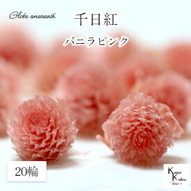 大地農園！プリザーブドフラワー 　20輪【千日紅　センニチコウ バニラピンク】ヘッドのみ　プリザ　花材 ハーバリウム おしゃれ かわいい プレゼント 贈り物　オオチノウエン