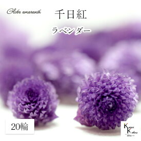 大地農園！プリザーブドフラワー 　20輪【千日紅　センニチコウ　ラベンダー】ヘッドのみ　プリザ　花材 ハーバリウム おしゃれ かわいい プレゼント 贈り物　オオチノウエン