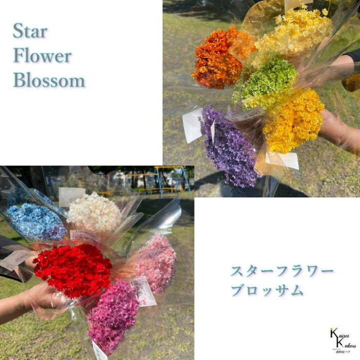 楽天市場】「大地農園 スターフラワー ブロッサム 1束」小花 ドライ 