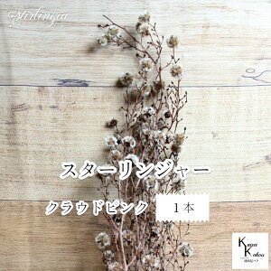 ��n�_���I�v���U�[�u�h�t�����[ �u�X�^�[�����W���[ �N���E�h�s���N 1�{�v�v���U �ԍ� �n�[�o���E�� ������� ���킢�� �v���[���g ���蕨�@�I�I�`�m�E�G��