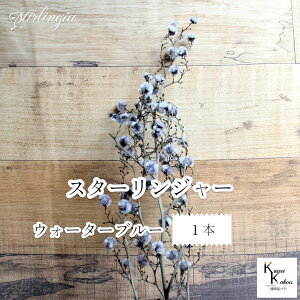 ��n�_���I�v���U�[�u�h�t�����[ �u�X�^�[�����W���[ �E�H�[�^�[�u���[ 1�{�v�v���U �ԍ� �n�[�o���E�� ������� ���킢�� �v���[���g ���蕨�@�I�I�`�m�E�G��