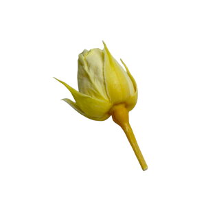 n_IvU[uht[ uX[W[ D݂̃J[ 2ցvvU ԍ n[oE  킢 v[g 蕨@II`mEG
