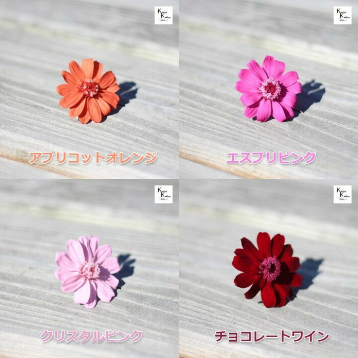 楽天市場】「大地農園！ドライフラワー「ジニア クリスタルピンク 5輪 