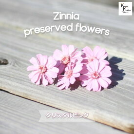 「大地農園！ドライフラワー「ジニア　クリスタルピンク　5輪」プリザ　アレンジ　資材　花材　ハーバリウム　おしゃれ　かわいい　プレゼント　贈り物　オオチノウエン プリザーブドフラワー」