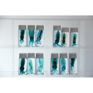 W{@AICJ@skelton XPg@NA@r@OZ@U@@lbNX@}Olbg@V[@t@C@΁@R@pY@H@ANZT[ ȁ@