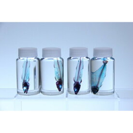 楽天市場 透明標本用の通販