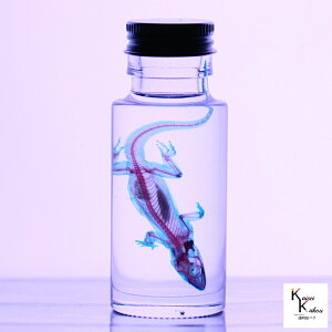 uW{@qIv ȁ@W{@@i@@CeA@G݁@skelton XPg@NA@r@OZ@U@@lbNX@}Olbg@V[@t@C