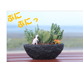 楽天市場 多肉植物 寄せ植え おしゃれの通販