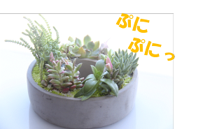 多肉植物 寄せ植え かわいい 観葉植物の人気商品 通販 価格比較 価格 Com