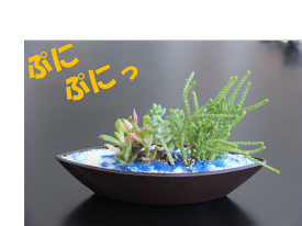 楽天市場 多肉植物 寄せ植え おしゃれ 観葉植物 花 観葉植物 花 ガーデン Diyの通販