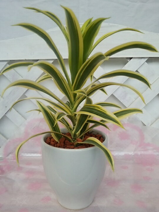 楽天市場 人気の観葉植物 ドラセナ レフレクサ ソングオブインディアナ ４号陶器鉢 パレットプラス
