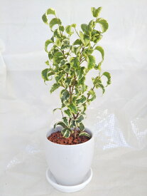 楽天市場 珍しい 観葉植物の通販