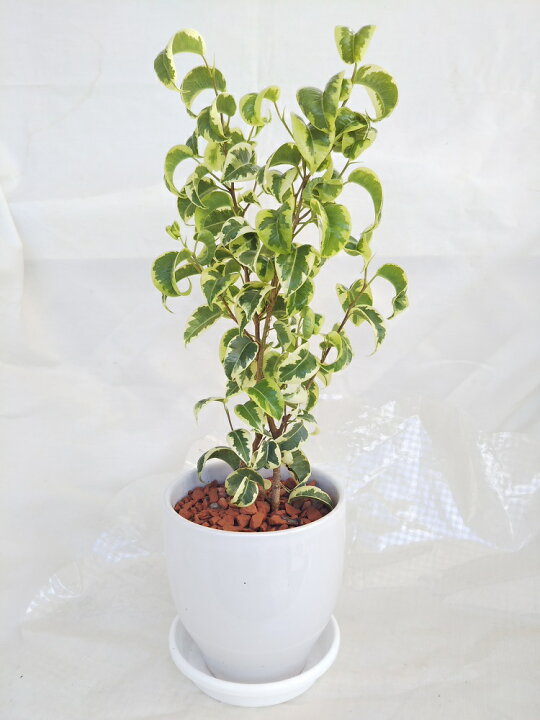 楽天市場 珍しい観葉植物 フィカス ベンジャミン シタシオン 斑入り 希少種 かわいいカールの葉っぱが魅力 受け皿付 パレットプラス