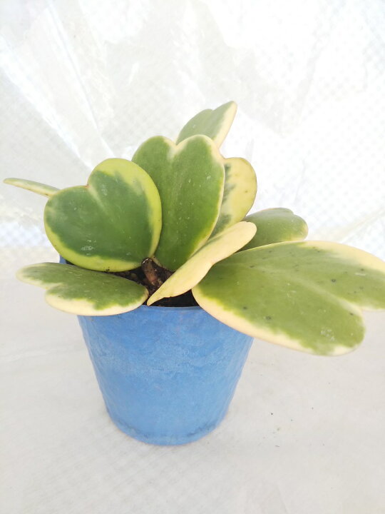楽天市場 人気の観葉植物 ホヤ カーリー シャムサクララン ラブハート ハートホヤ ハートの葉っぱ パレットプラス