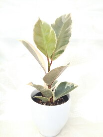 [観葉植物] フィカス　ティネケ　ゴムの木 お洒落なインテリアプランツ テーブルサイズ　管理も楽チン、贈り物にもおススメ！受け皿付き