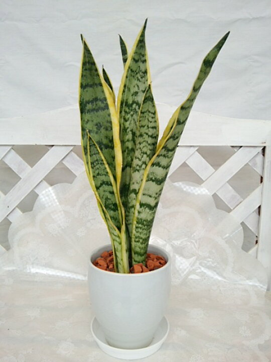 楽天市場】[人気の観葉植物]サンセベリア（サンスベリア）ローレン 