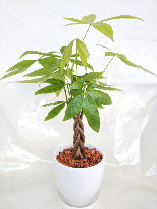 楽天市場 人気の観葉植物 パキラ 編み仕上げ 4号陶器鉢 新築 開店のお祝いに 室内向き 初心者向き 受け皿サービス パレットプラス