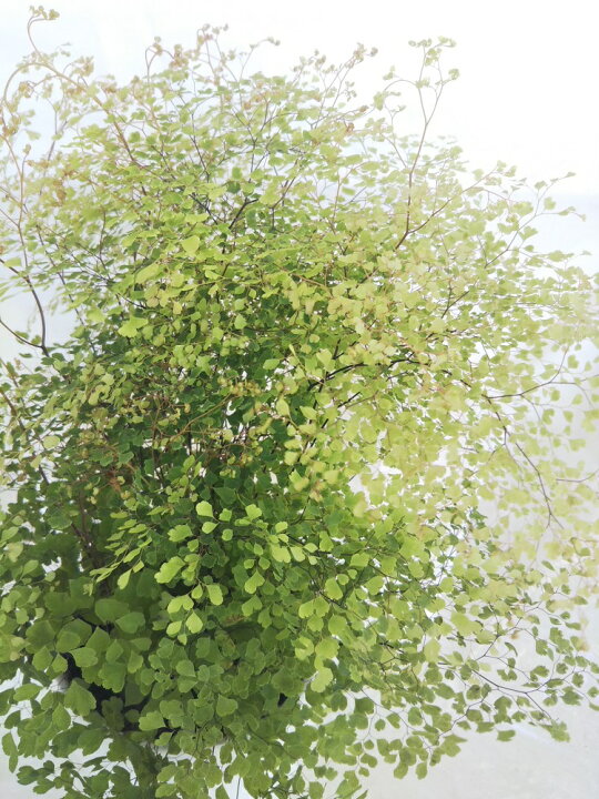 楽天市場 観葉植物 アジアンタム ミクロフィラム 4号 葉っぱの細かいアジアンタム 癒し効果 受け皿付き パレットプラス 楽天市場 観葉植物 アジアンタム ミクロフィラム 4号 葉っぱの細かいアジアンタム 癒し効果 受け皿付き パレットプラス