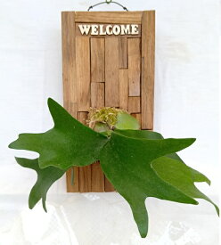 【観葉植物】コウモリラン ウエルカム寄木風ボード付け　ビカクシダ　アルシコルネ　 チークの古材　自然の風合い　 癒し効果 　玄関やお部屋のインテリアに　 管理が簡単　風水的効果