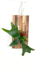【観葉植物】コウモリラン 寄木風板付け　ビカクシダ　アルシコルネ　 チークの古材　自然の風合い 癒し 玄関やお部屋のインテリアに　 管理が簡単 森林浴 マイナスイオン エコ