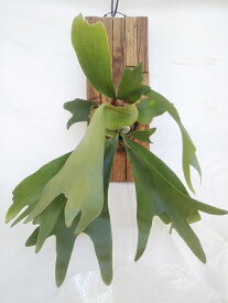 【観葉植物】コウモリラン 寄木風板付け　ビカクシダ　アルシコルネ　 チークの古材　自然の風合い 癒し 玄関やお部屋のインテリアに　 管理が簡単 森林浴 マイナスイオン エコ