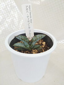 [人気の多肉植物] アガベ　ティタノータ「ブルー」 人気品種 希少 3.5号 お手入れ簡単 お買い得