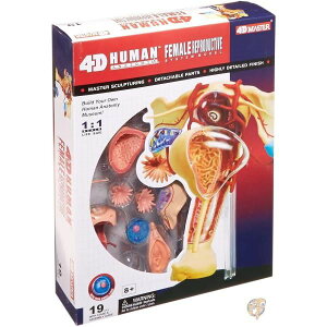 人体解剖模型 立体パズル 4D HUMAN Anatomy 雌性生殖器解剖モデル #26062 送料無料