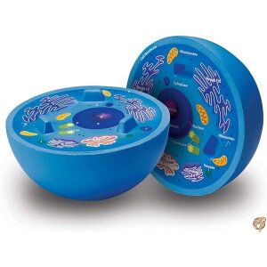 y|Cg2{_tf[z[jO \[VY(Learning Resources) ȋ fʖ͌^ ̍זE LER1900 Ki [sAi]