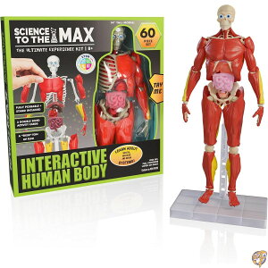 Science To The Max - Interactive Human Body