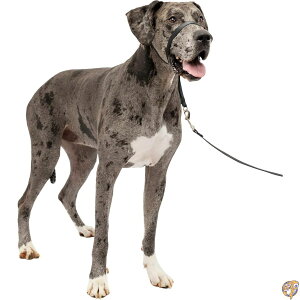 �y�N�[�|���z�M���zPetSafe �y�b�g�Z�[�t �W�F���g�����[�_�[ �w�b�h�J���[ �N�C�b�N�����[�X�iXL �u���b�N�j