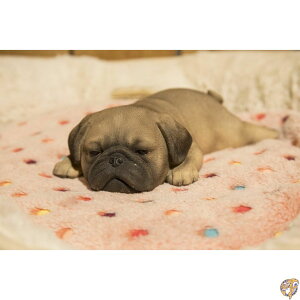 Hi- Line Gift 87710-L Pug Puppy Sleeping Pet Pals Statue