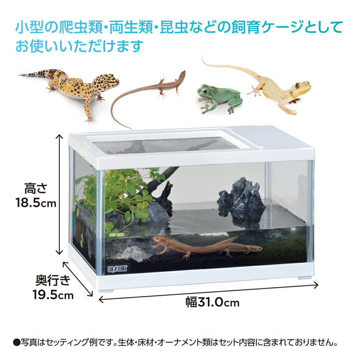 楽天市場】○【エキゾテラ】レプテリア ツインビュー 300ホワイト 