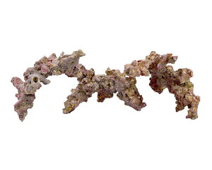 yJ~n^zJuV[ CtbN A[` 9.0Kg@_{yJuV[ CubNz