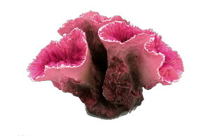 y[XCzvJTS S-3@REPLICA CORAL@ZEST