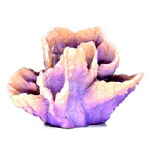 y[XCzvJTS M-11@REPLICA CORAL@ZEST