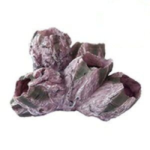 y[XCzvJTS L-7@REPLICA CORAL@ZEST