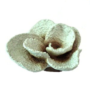 y[XCzvJTS M-14@REPLICA CORAL@ZEST