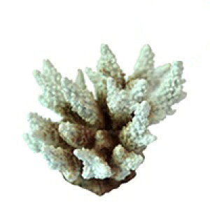 y[XCzvJTS S-11@REPLICA CORAL@ZEST