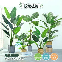 楽天市場】150cm（観葉植物｜花・観葉植物）：花・ガーデン・DIYの通販