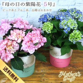 母の日 プレゼント 鉢花『母の日 紫陽花5号』品種おまかせ 2カラー 母の日ギフト 紫陽花 あじさい アジサイ ピンク ブルー 5号 5号鉢 ボリューム 鉢花 鉢物 5号鉢 鉢植え 義母 花 プレゼント 可愛い 青 ブルー ピンク /MGP