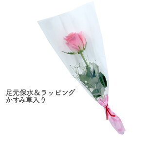 [8ނIׂ300~`]   w ö u[P x 4Type 2color  1 1{  { 1ւ̉ ԑ bsO Ԍt Ӗ   o KN  Ԃo sN sNKN o