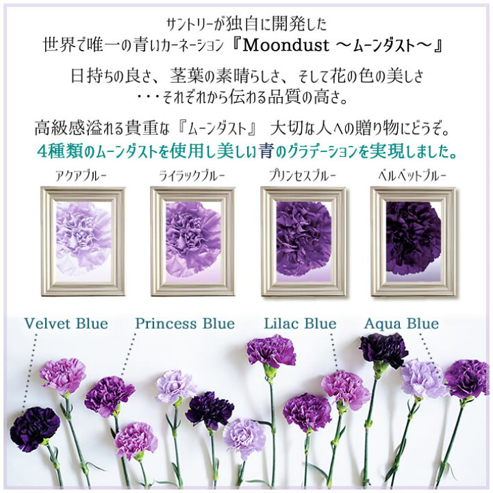 あす楽14時迄 カーネーション ムーンダストの花束 S 12本 誕生日 プレゼント ギフト 花 誕生日 退職祝い 誕生日プレゼント 女性 男性 ダズンフラワー 古希 喜寿 卒寿 お祝い クリスマス 結婚記念日 花瓶が要らない 生花 送料無料 花フラワーギフト専門店パラボッセ 花