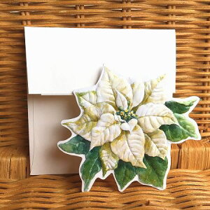 USA Carol Wilson LEB\ NX}X J[h ~j |CZ`A  White Poinsettia