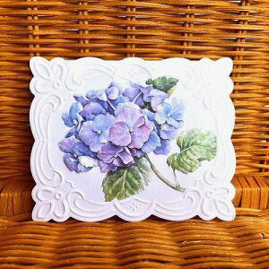 USA Carol Wilson LEB\ ړIJ[h AWTC Hydrangea
