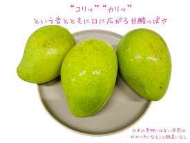 カリッ！と食感がたまらない！【送料無料】ベトナムマンゴー（約950g～1050g）カリッという音とともに口に広がる甘酸っぱさは日本の果物にはない食感です　ベトナム産グリーンマンゴー　くだもの　アップルマンゴー