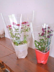  OPPt[|bgobO tZ [WSi1Zbg100j