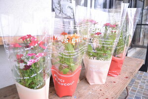  OPPt[|bgobO tZ [WMi1Zbg100j